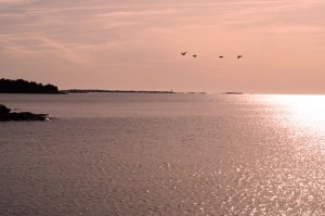 Flyttfåglar